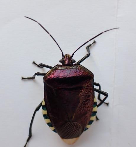 Catacanthus sp.